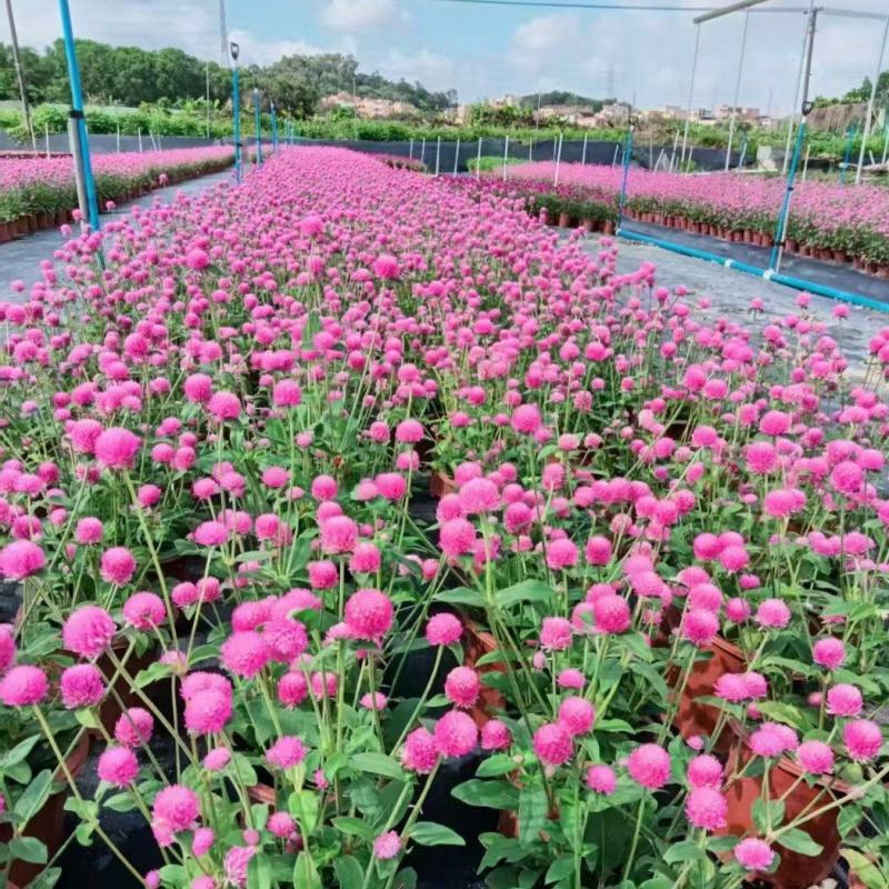 花卉，千日粉