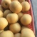 砀山县元黄梨翠玉梨秋月梨皇冠梨新玉梨,鲜果现货,精选品质