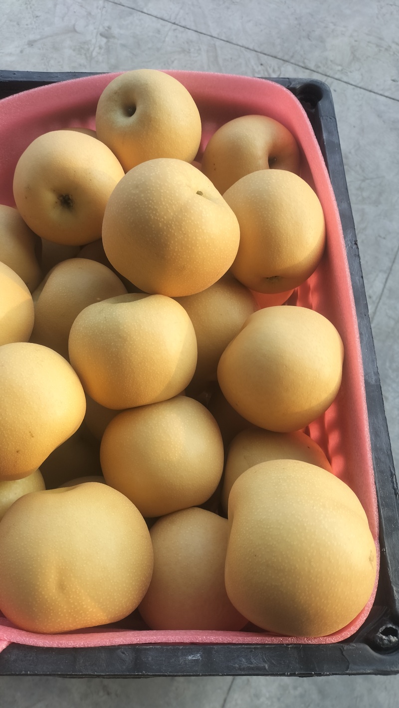 砀山县元黄梨翠玉梨秋月梨皇冠梨新玉梨，鲜果现货，精选品质