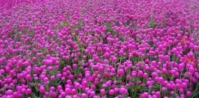 花卉，千日粉