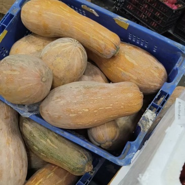 养殖南瓜次品南瓜