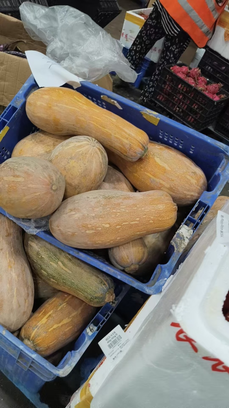 养殖南瓜次品南瓜