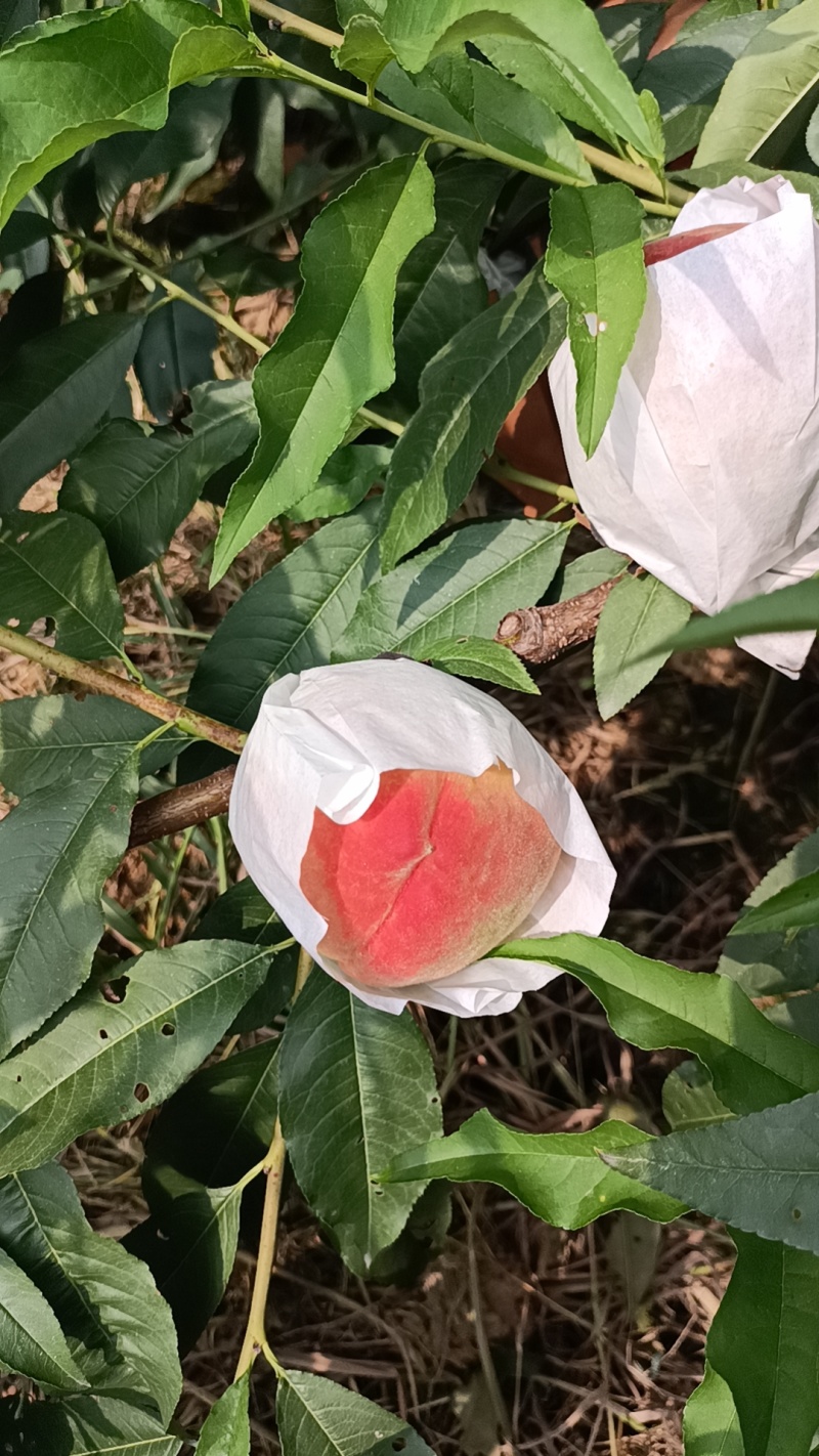 龙泉水蜜桃优质大果