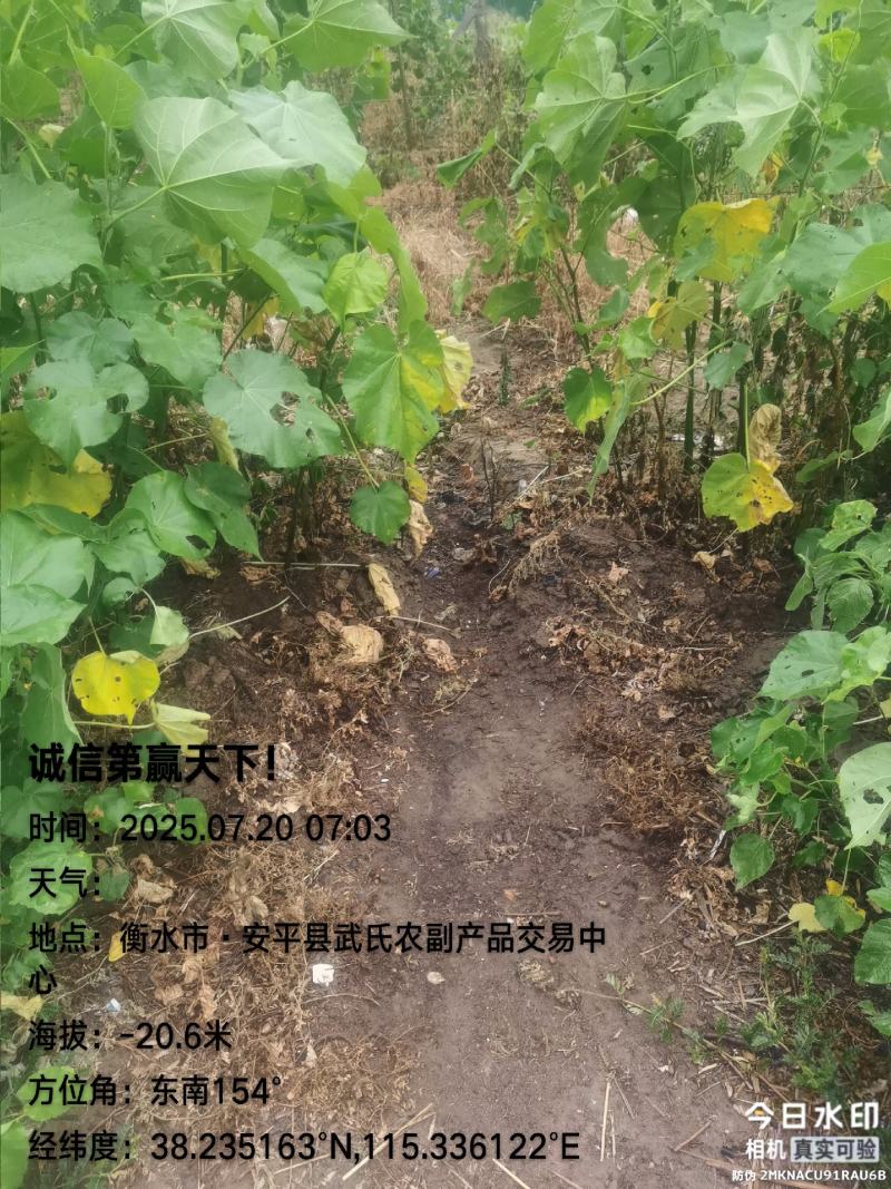 编号95万亩毛桃{罐头原材料}基地供应！{武氏果业}