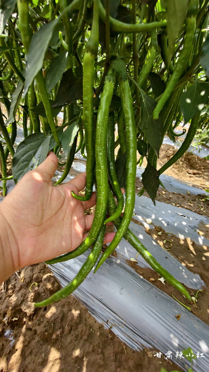 甘肃平凉精品三号青线椒上市，自有辣椒种植基地，大量有货