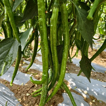 甘肃平凉精品三号青线椒上市，自有辣椒种植基地，大量有货