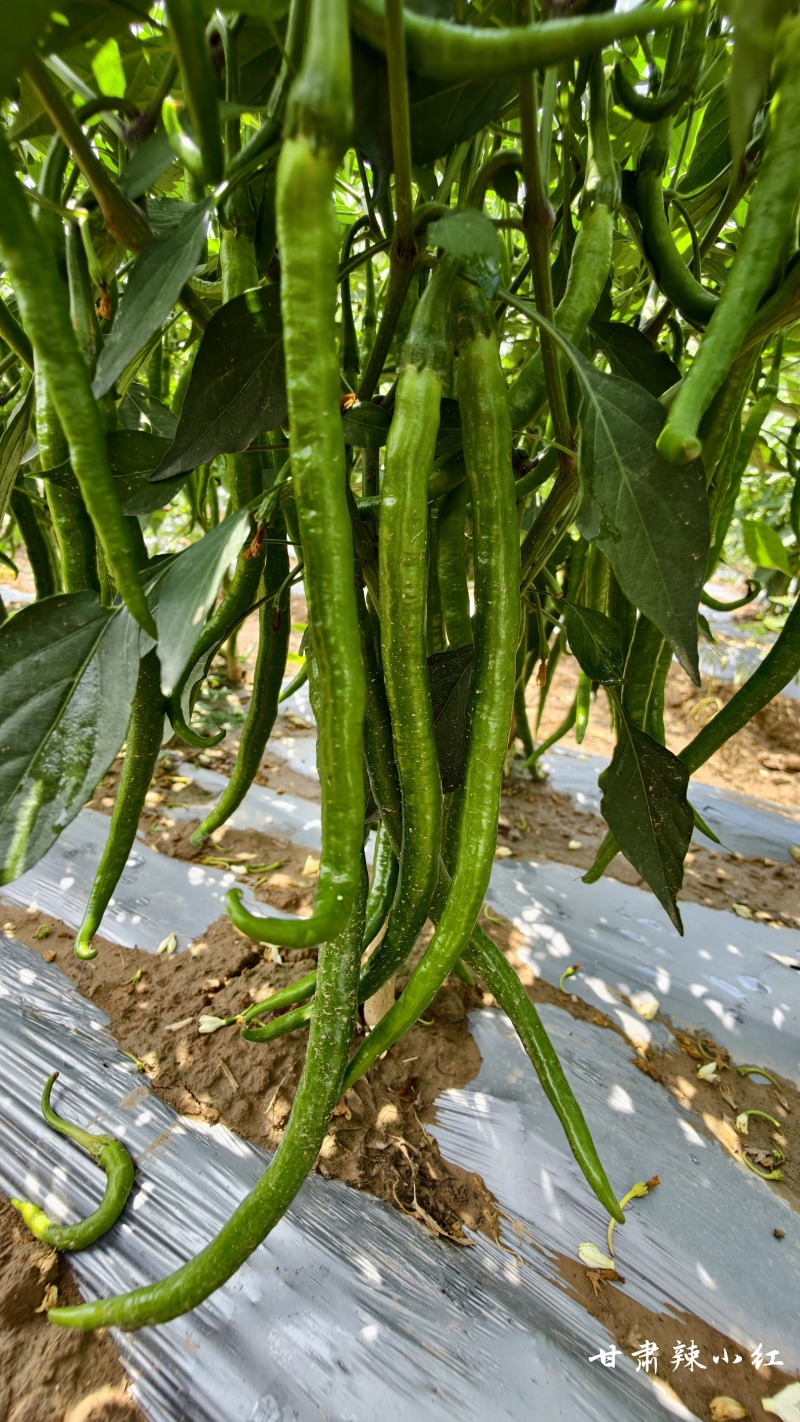 甘肃平凉精品三号青线椒上市，自有辣椒种植基地，大量有货