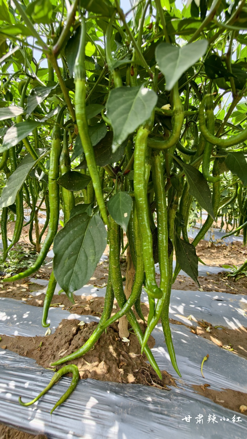 甘肃平凉精品三号青线椒上市，自有辣椒种植基地，大量有货