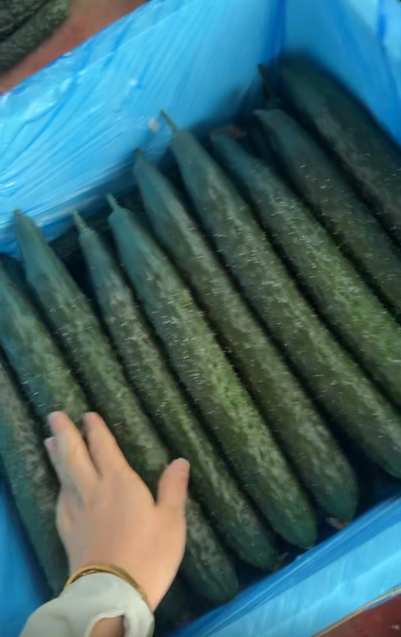 现摘小黄瓜，产地直销，大量有货