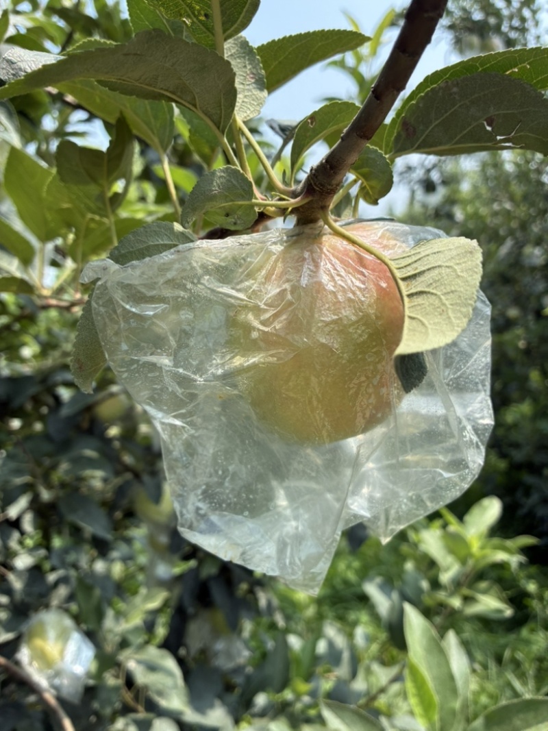 冰雹鲁丽已熟微瑕次果鲁丽