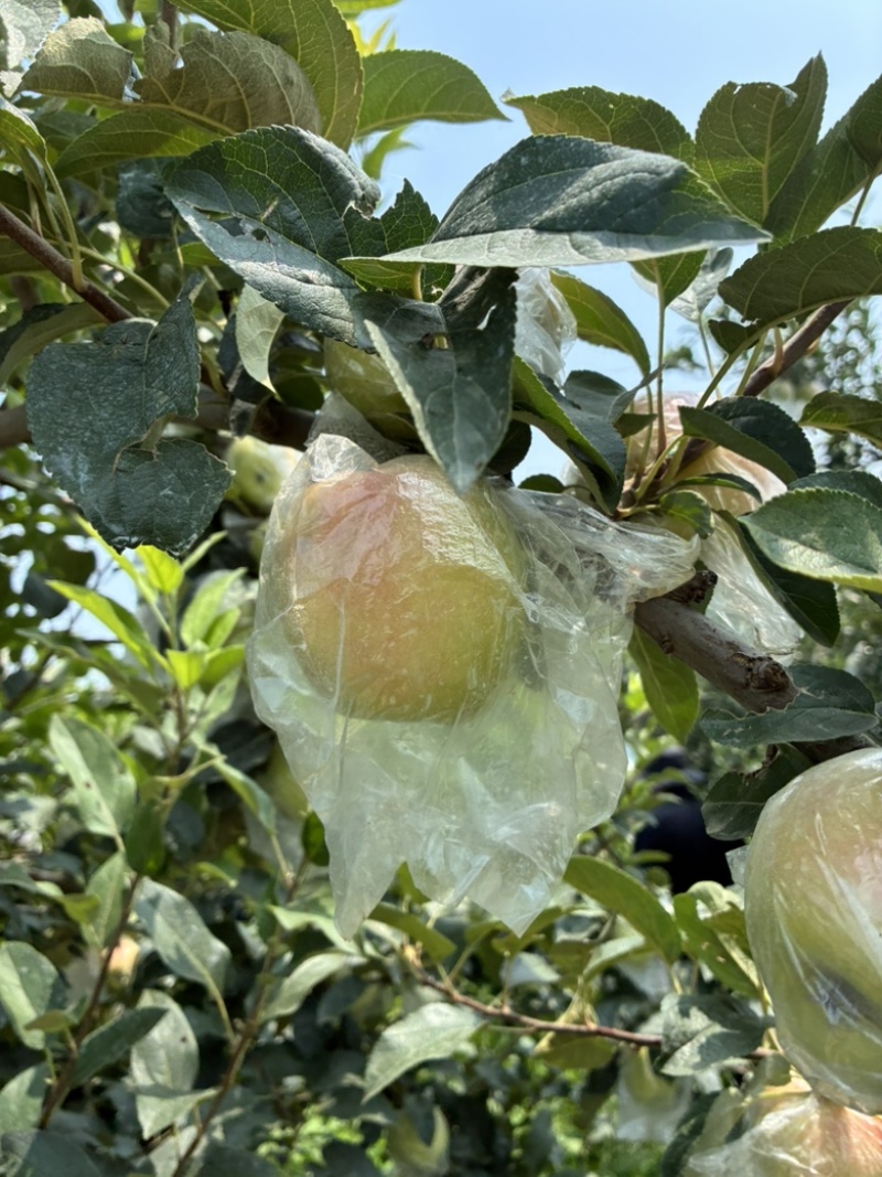 冰雹鲁丽已熟微瑕次果鲁丽
