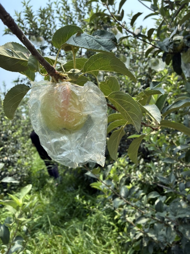 冰雹鲁丽已熟微瑕次果鲁丽