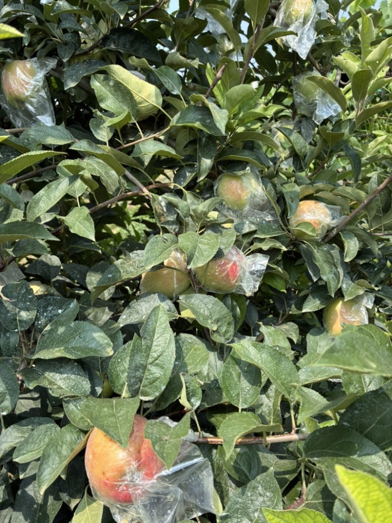 冰雹鲁丽已熟微瑕次果鲁丽
