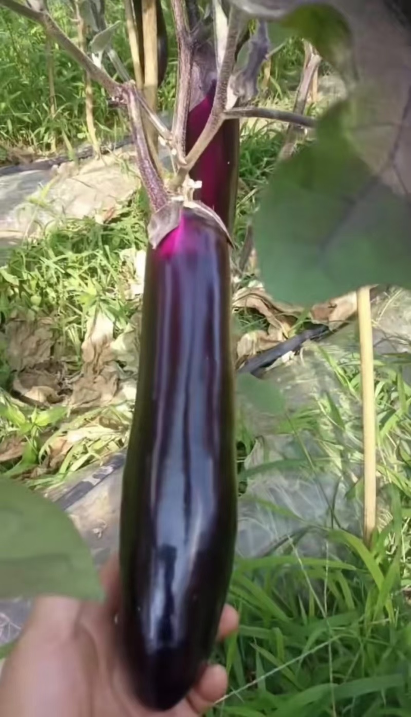 茄子产品直销，大量上市，价格优惠