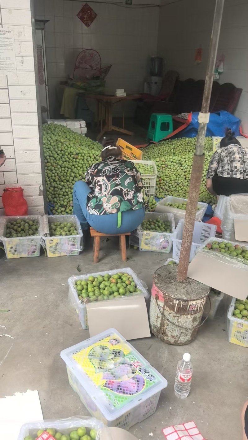 半边红市场货。电商货。贸易货大量供应。需要的老板联系。