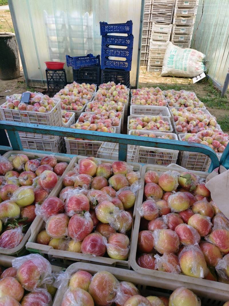 红露苹果，产地批发，一手货源，保质保量，价格便宜