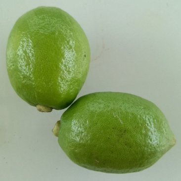 广东香水柠檬