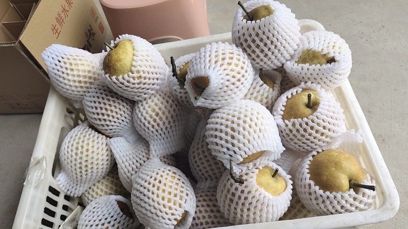 金溪蜜梨需要打***********