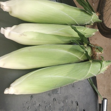 美玉27甜糯香鲜食玉米