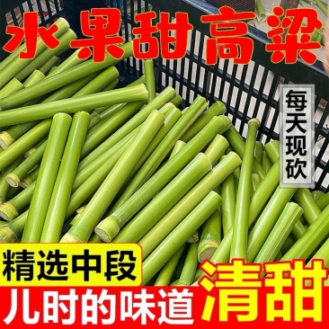 【精选中段】2025年新鲜甜杆甜高粱脆甜多汁超甜
