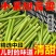【精选中段】2025年新鲜甜杆甜高粱脆甜多汁超甜