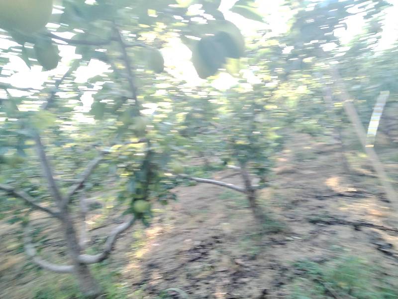 阳信新梨七号，自家果园无任何费用。