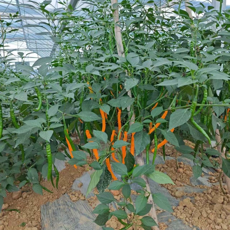 艳黄小米椒，黄贡椒小米椒