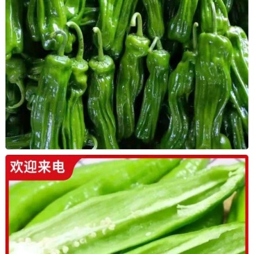 河南省周口市沈丘县鲜辣椒基地直供，对接批发采购，