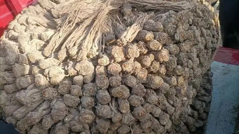 精品当归大量上市产地直发价格优惠欢迎来电洽谈价更优