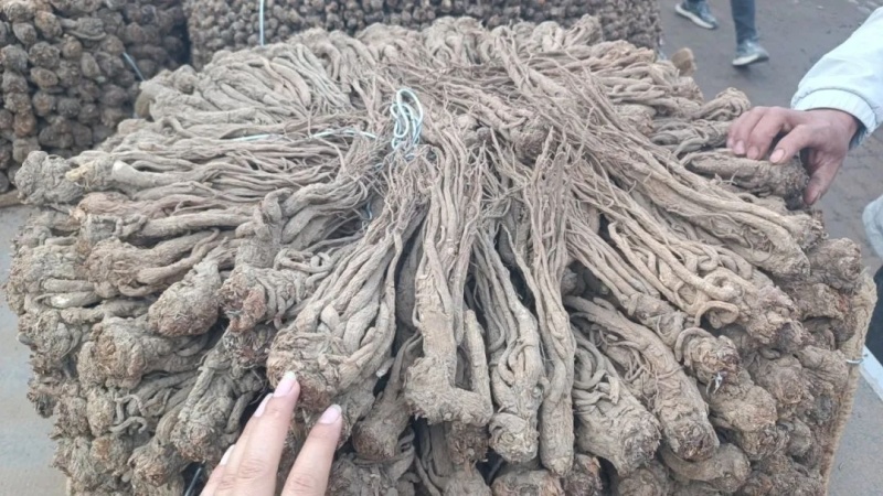 精品当归大量上市产地直发价格优惠欢迎来电洽谈价更优