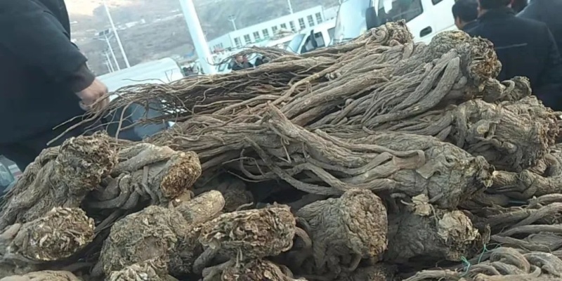 精品当归大量上市产地直发价格优惠欢迎来电洽谈价更优