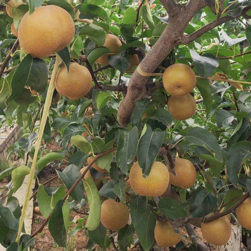 光果丰水梨六两起步糖分高果型美基地出货