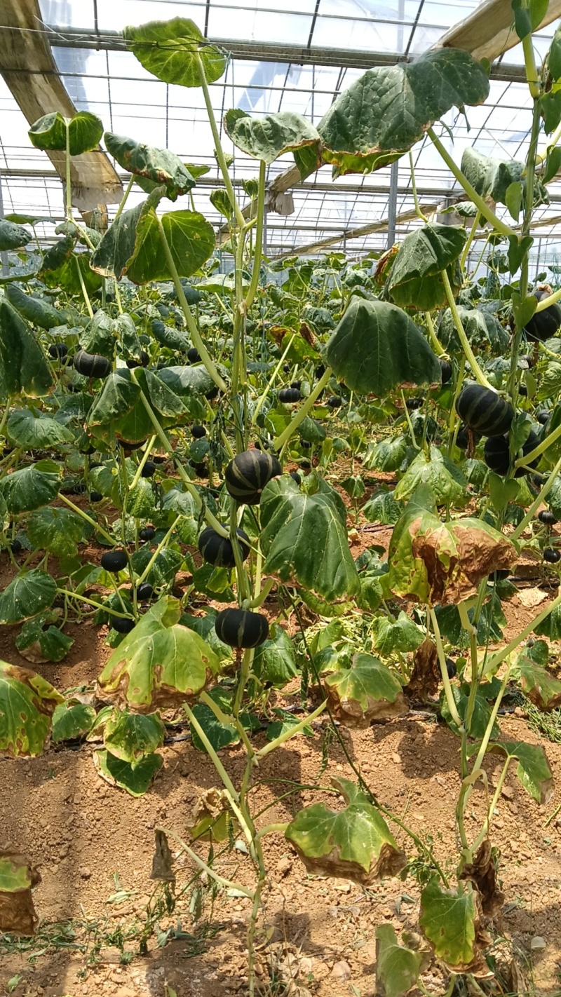 贺州市平桂区大棚贝贝南瓜种植示范基地