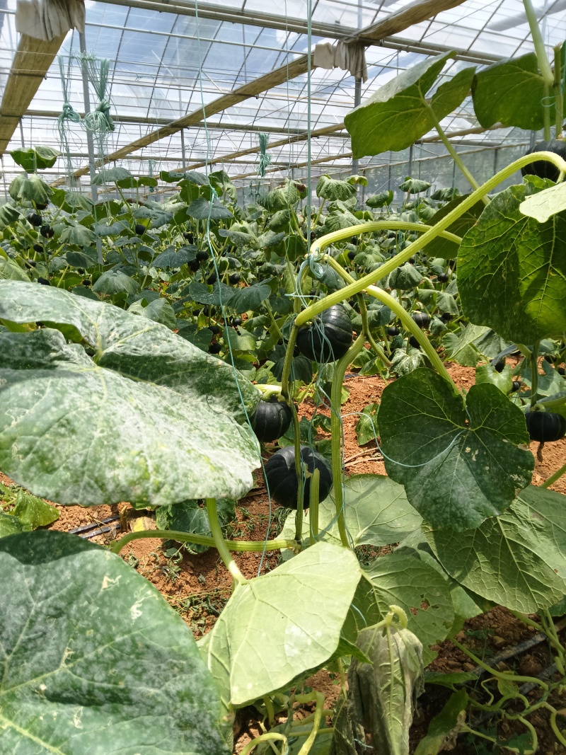 贺州市平桂区大棚贝贝南瓜种植示范基地