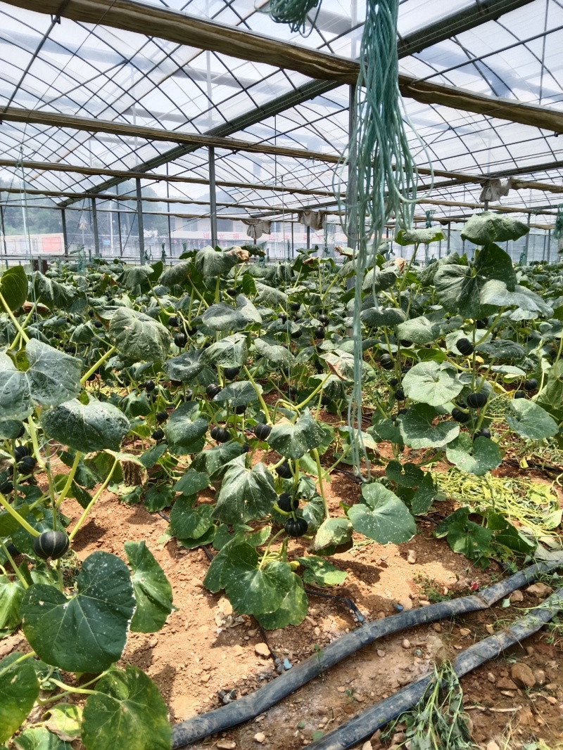 贺州市平桂区大棚贝贝南瓜种植示范基地