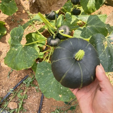 贺州市平桂区大棚贝贝南瓜种植示范基地