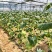贺州市平桂区大棚贝贝南瓜种植示范基地