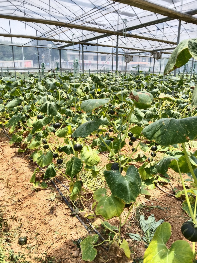 贺州市平桂区大棚贝贝南瓜种植示范基地