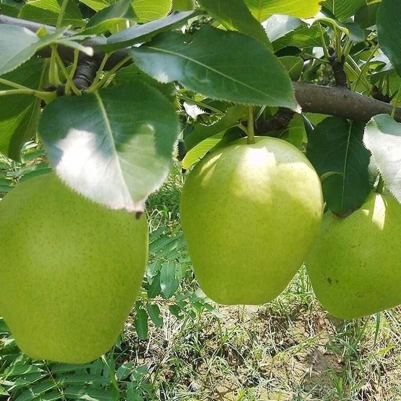 阳信鸭梨媚梨7号
