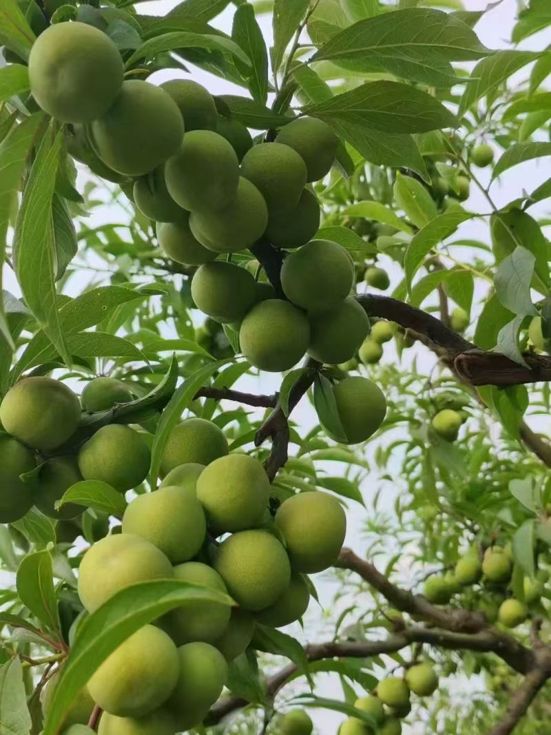 青脆李果园现采依质挑选包装，囗感脆甜，果肉离核，各种包装