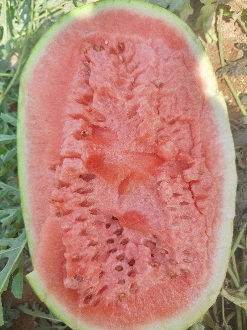 宁夏石头瓜