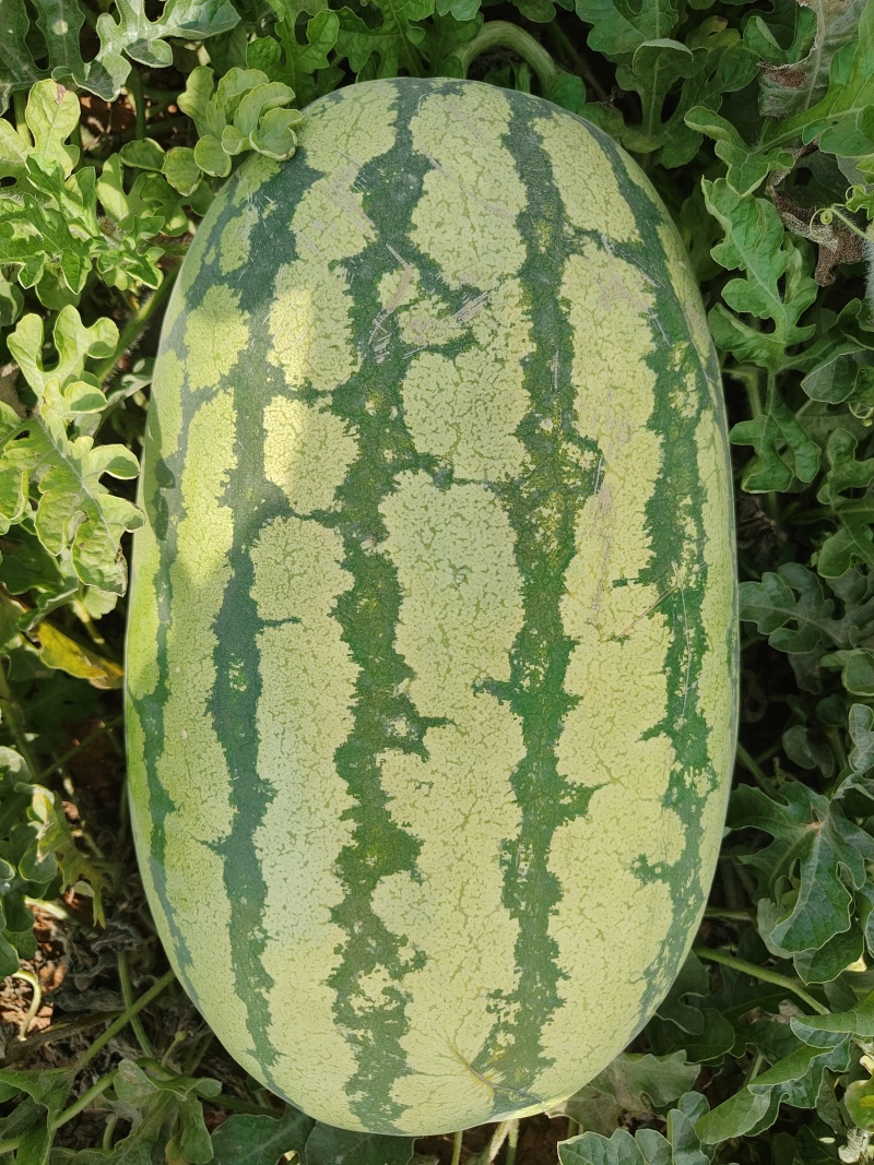 宁夏石头瓜