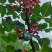 陇南花椒自己家的，不是商人，没有套路，