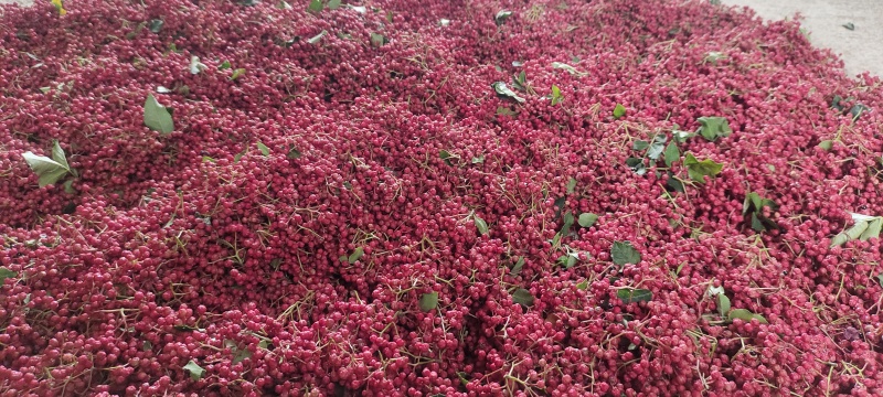 陇南花椒自己家的，不是商人，没有套路，