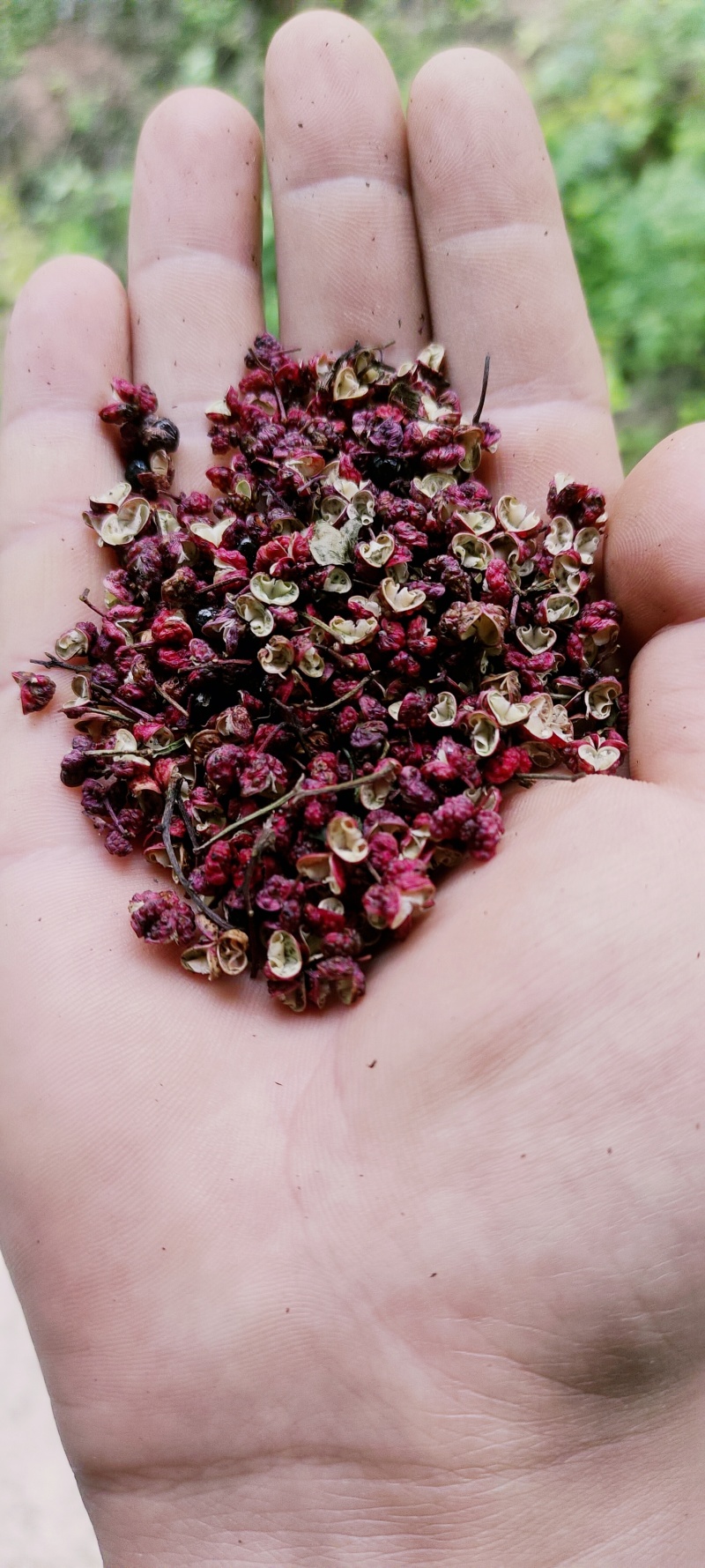 陇南花椒自己家的，不是商人，没有套路，
