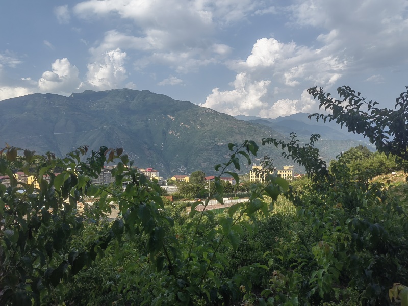 汶川青脆，巫山青脆高山高海拔种植口感脆甜