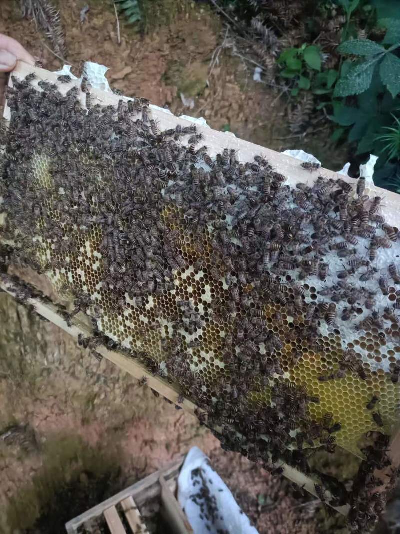 中锋，百花蜜/父亲乡下晚年的生计