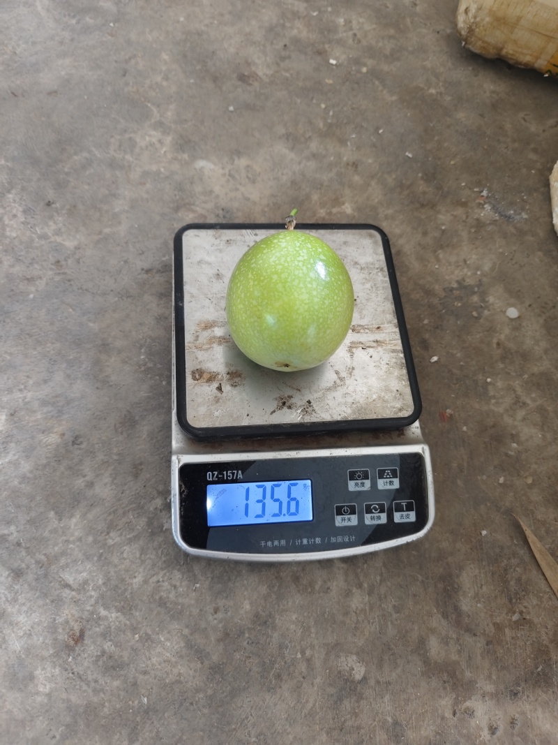 云南高山钦蜜9号