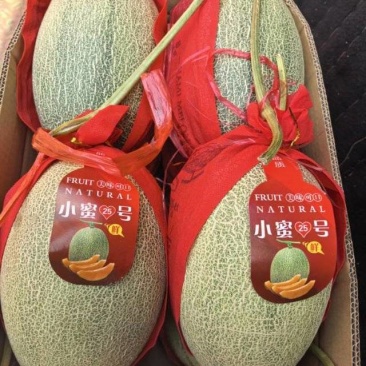 河北一级晓蜜瓜，河北A级精品晓蜜瓜，河北晓蜜瓜