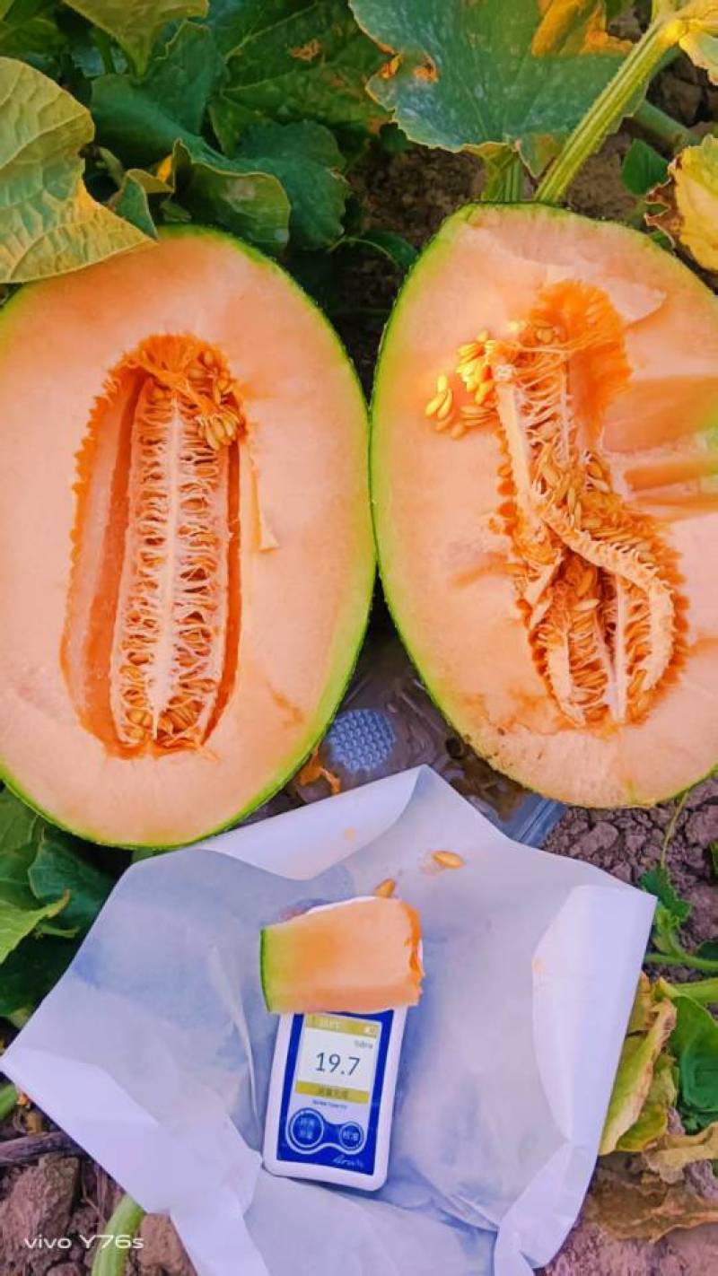 河北一级晓蜜瓜，河北A级精品晓蜜瓜，河北晓蜜瓜